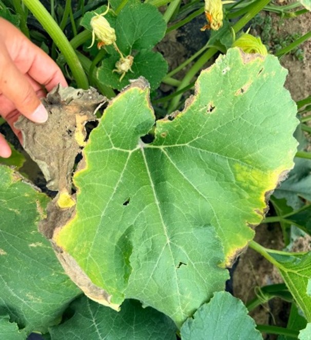 Squash leaf brittled from moisture stres.